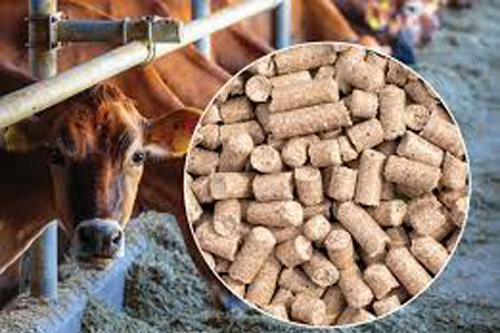 Cattle Feed